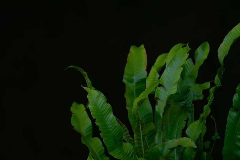 a plant with large leaves, against a dark background