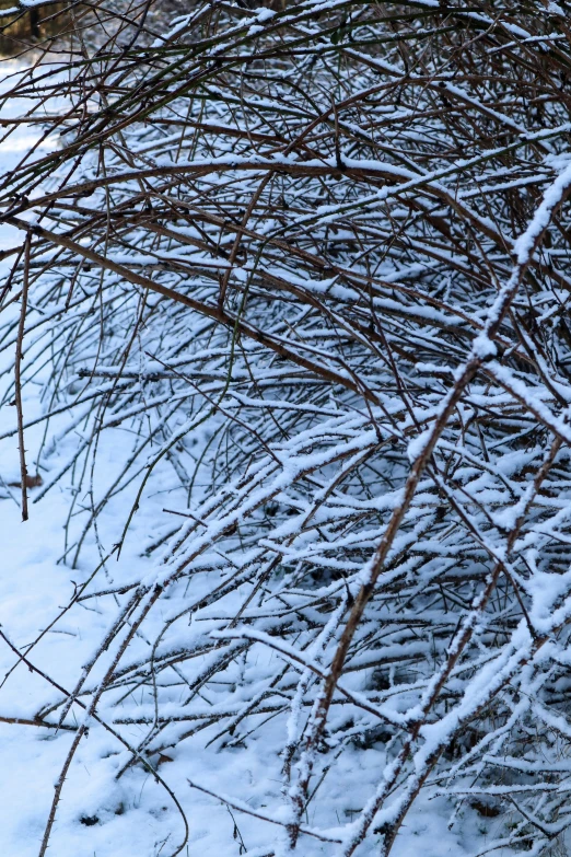 snow covering the nches of tree limbs in winter