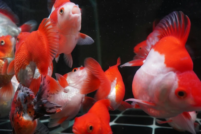 several red fish swim in a black container