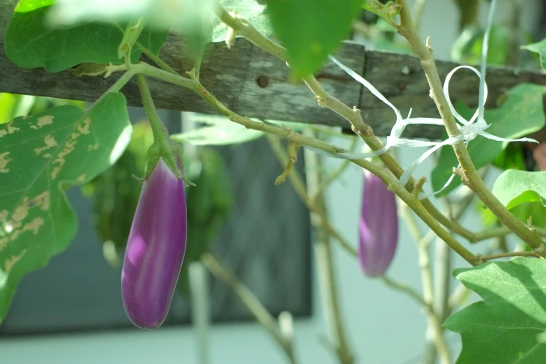 a nch of a plant with purple and green leaves