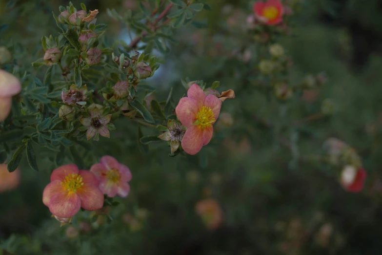 a group of small red flowers growing next to each other