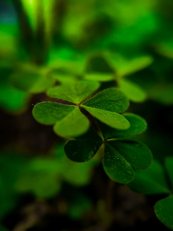 the leaves of the plant are shining green