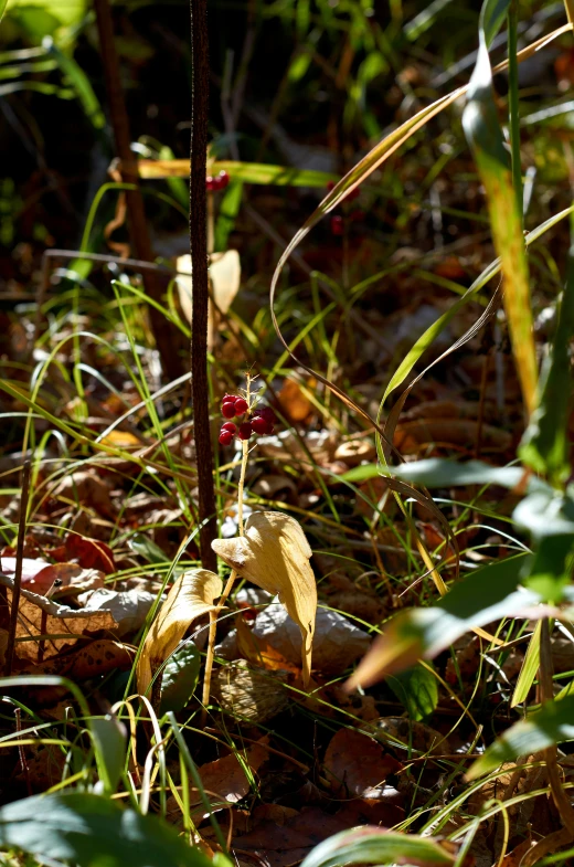 a picture of a wildflower on the ground