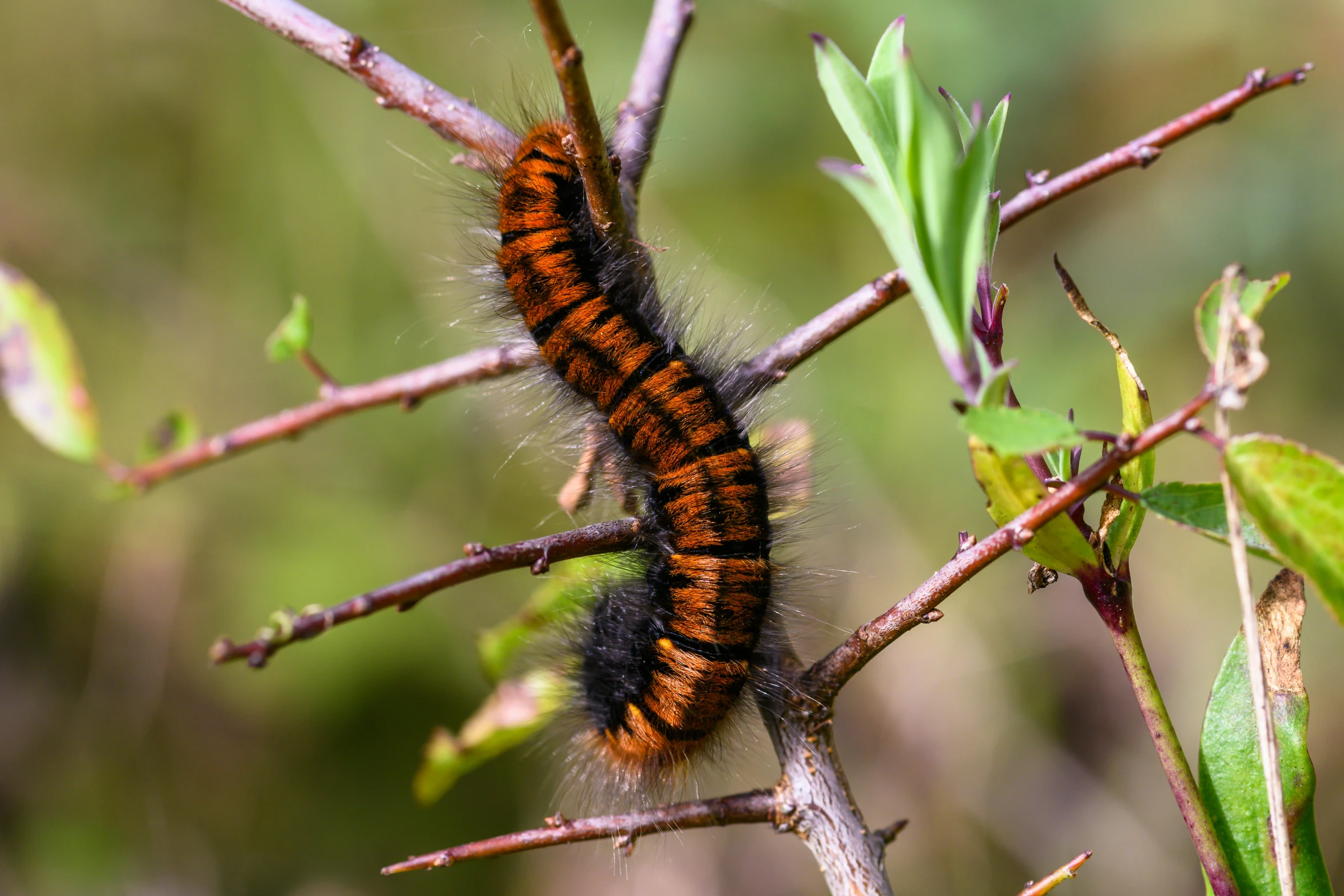 there is a very long caterpillar on the small nch