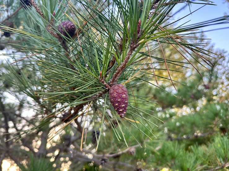 pine cones and needles on a nch of a tree