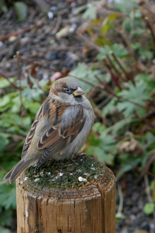 a bird perched on a tree stump next to plants