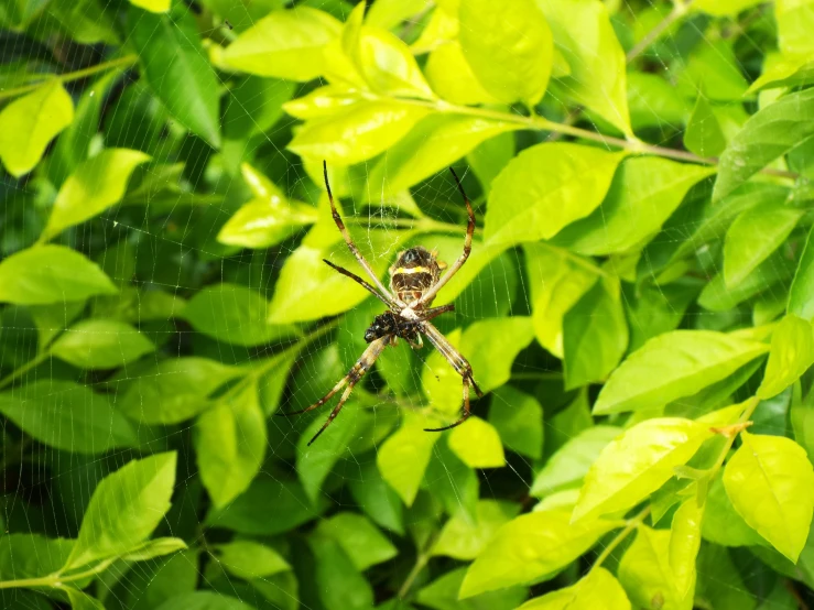 a spider in a tree near a plant