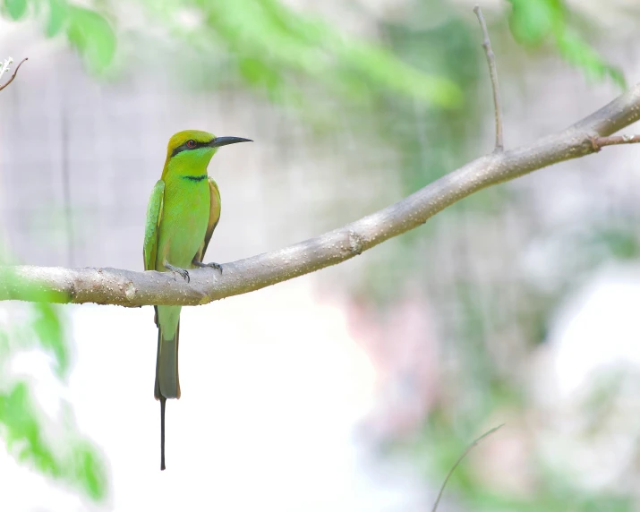 a small bird with a long beak is perched on a tree nch