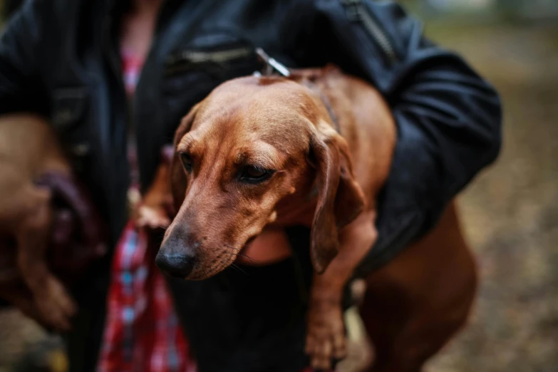 a brown dog is wearing a leash and a leash on its neck