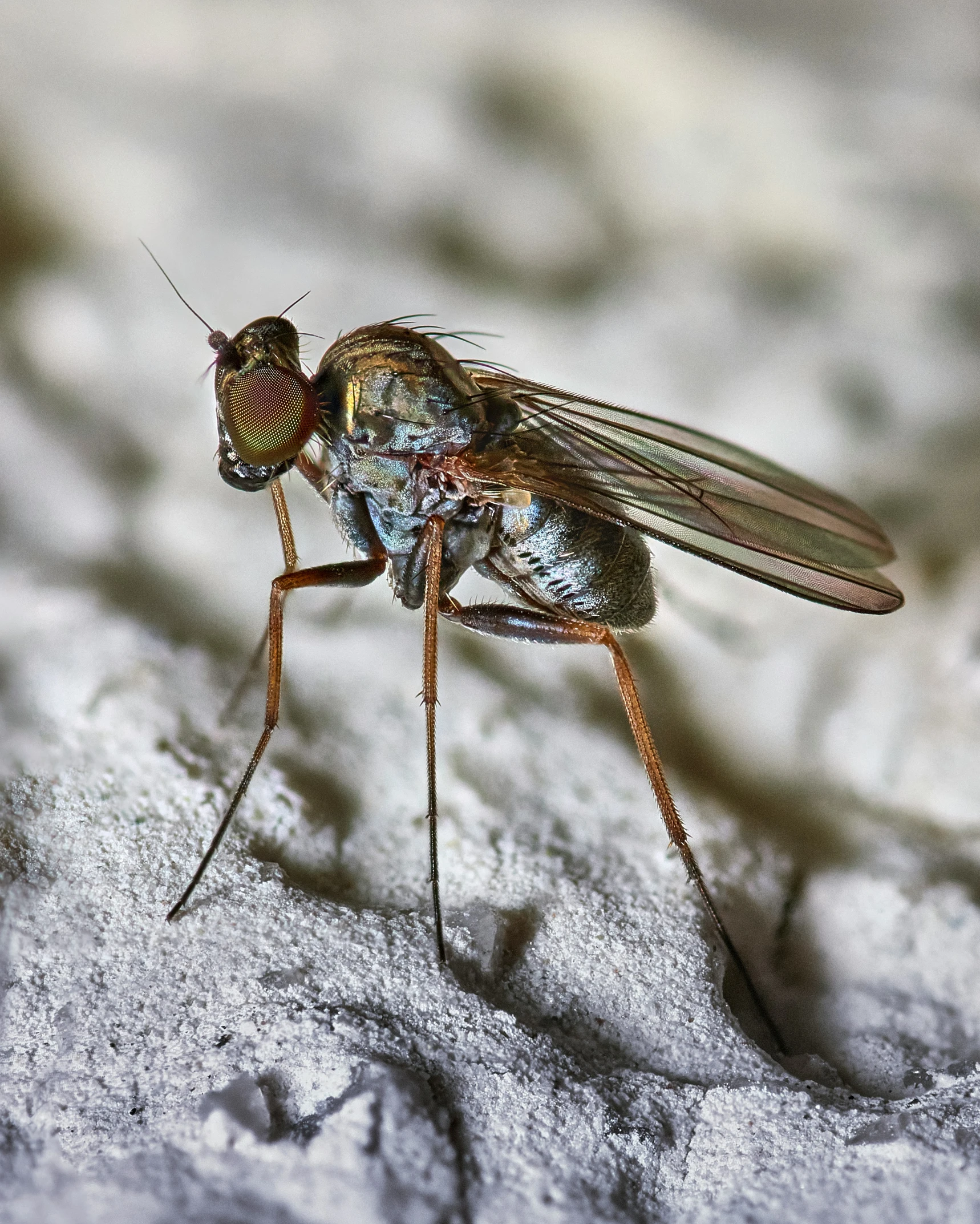 an insect that is standing on top of a piece of cement