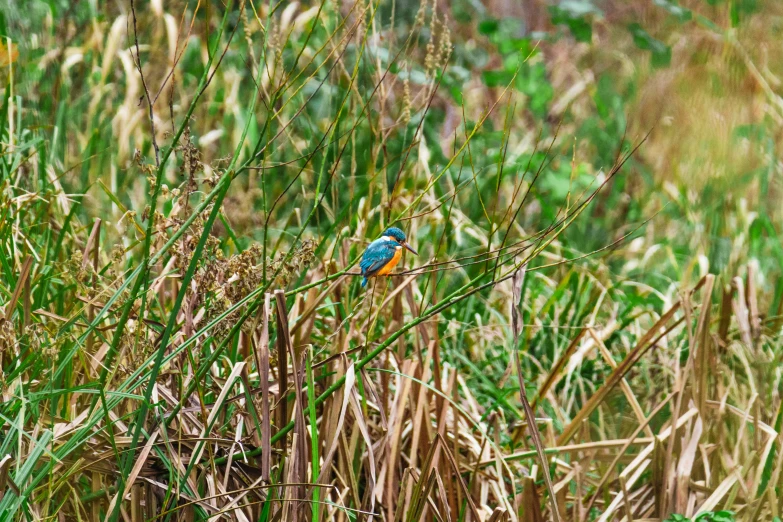 a small bird perched on a tall stalk in a grassy area