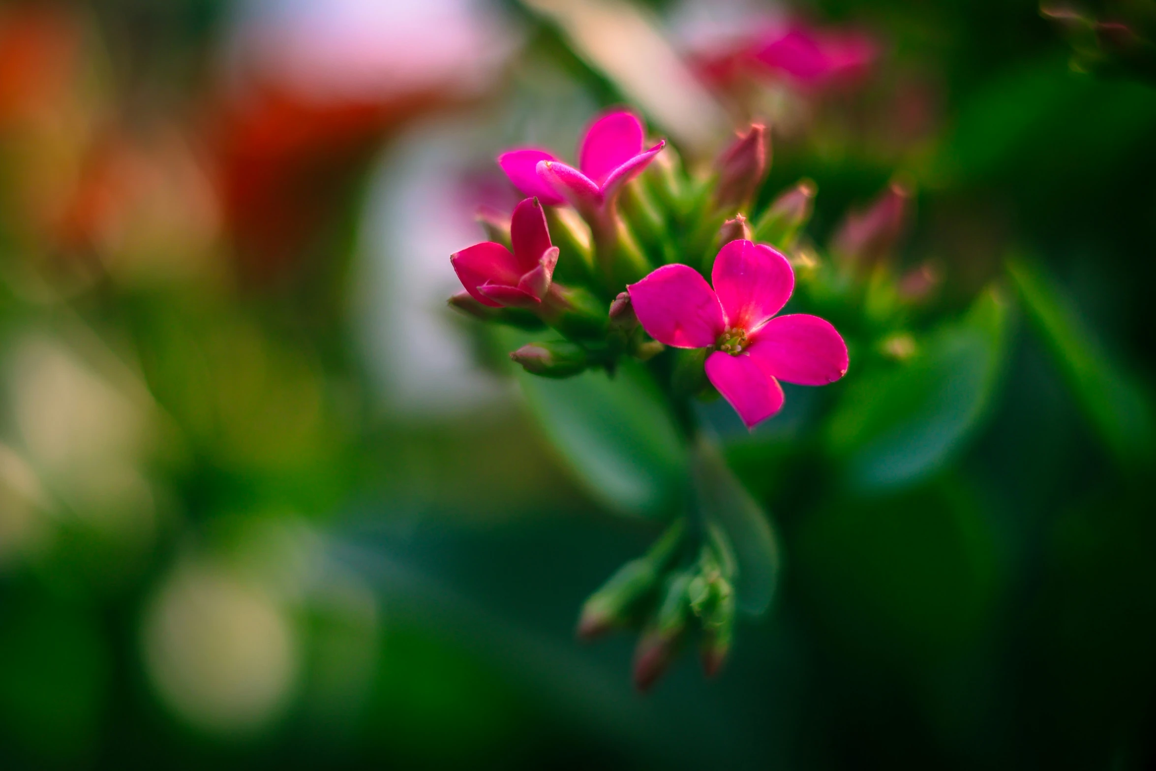 an image of a very pretty pink flower in the middle of bloom