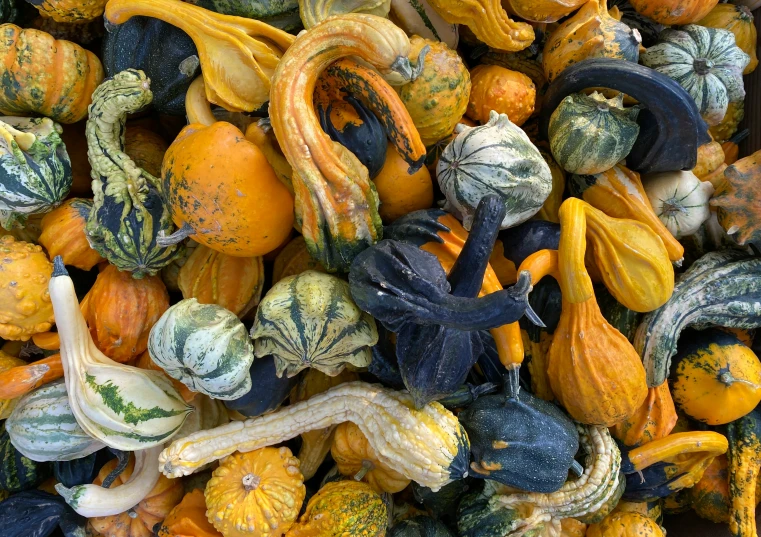 a group of yellow and green gourds are next to each other