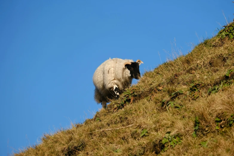 a white goat is standing on a grassy hill