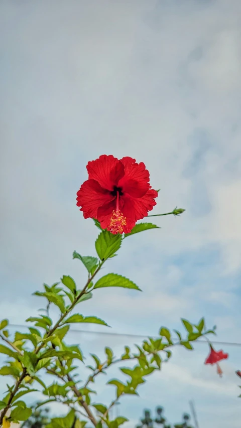 red flowers on the end of a green stem