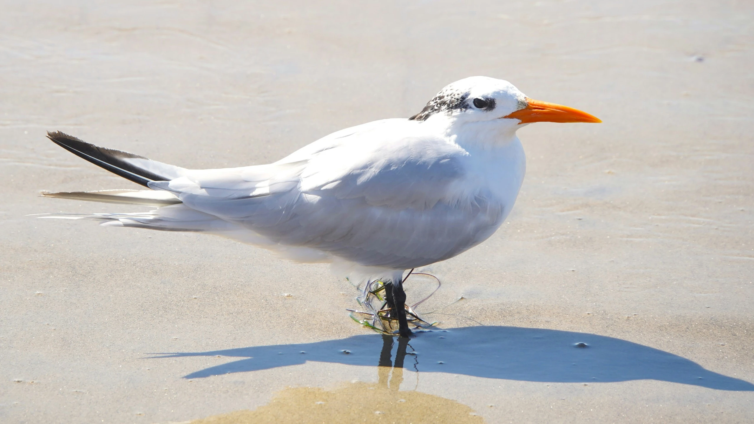 a seagull standing on the beach alone, with its reflection in the wet sand