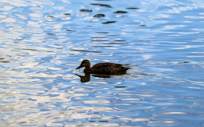 a duck floating in the water next to trees