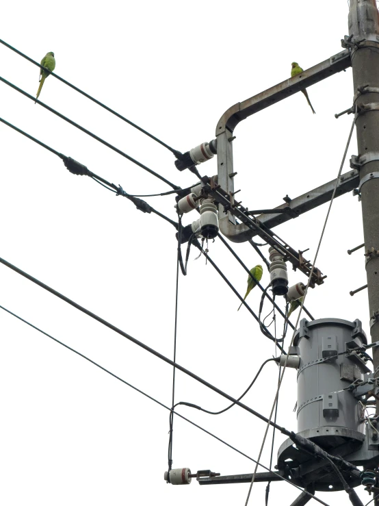 birds sitting on electrical wires and a utility pole