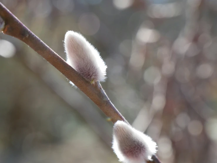 two nches with long fuzzy flowers on them