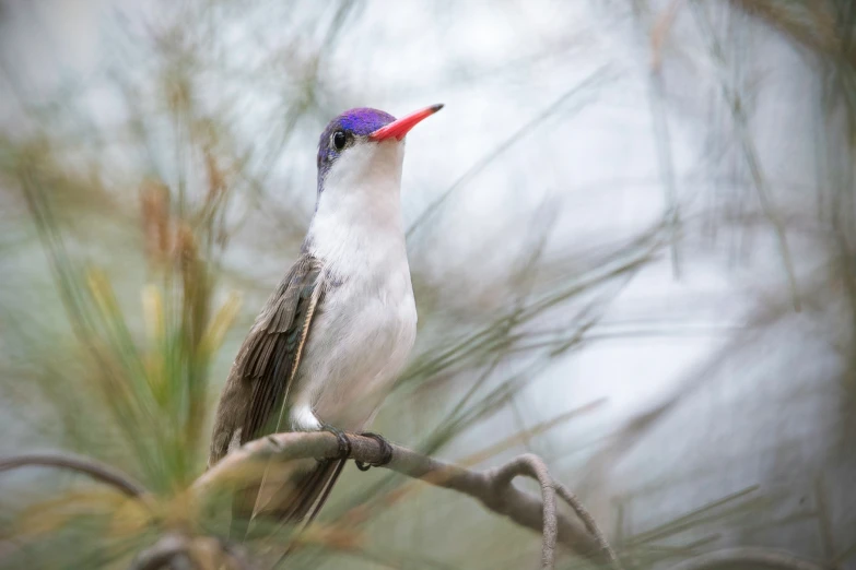 a white and blue bird perched on top of a nch