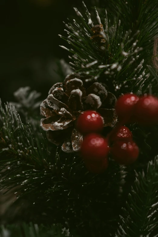 some red berries and a pine cone on a tree