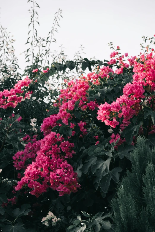 a bush of pink flowers with green leaves