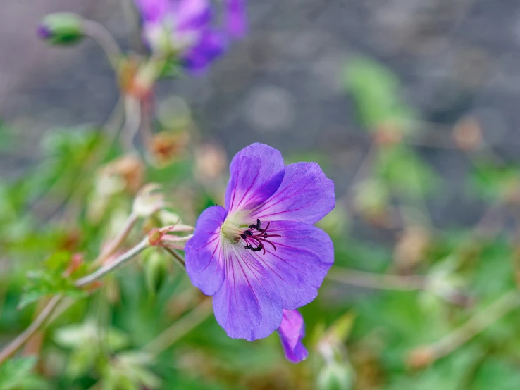 a close up of some very pretty purple flowers