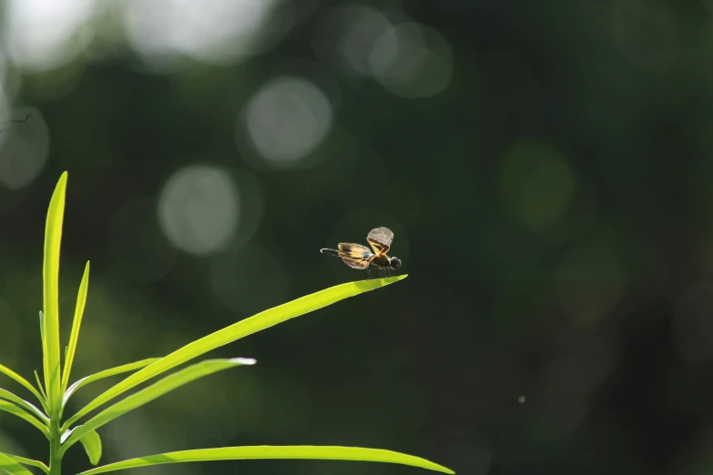 two insect on green plant with blurry background