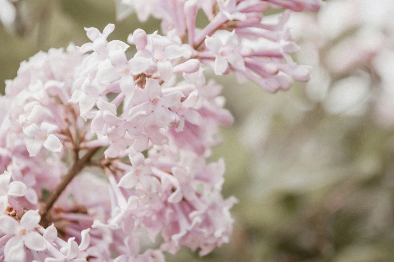 a nch with pink flowers is in focus