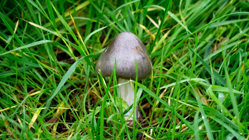 a very pretty small mushroom in some green grass