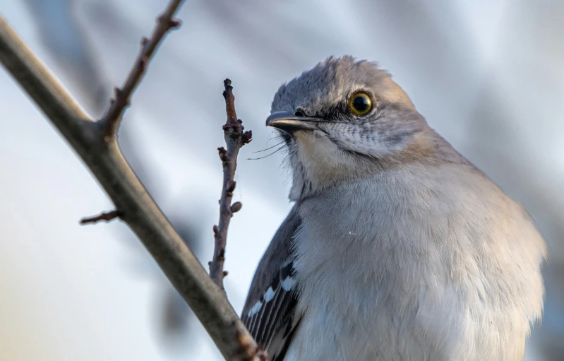 a gray bird is perched on a small twig