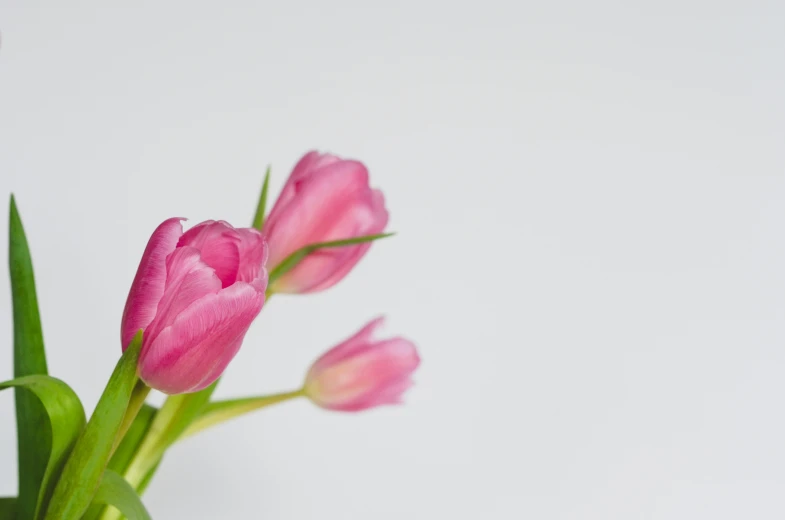 three pink flowers in a vase on white background