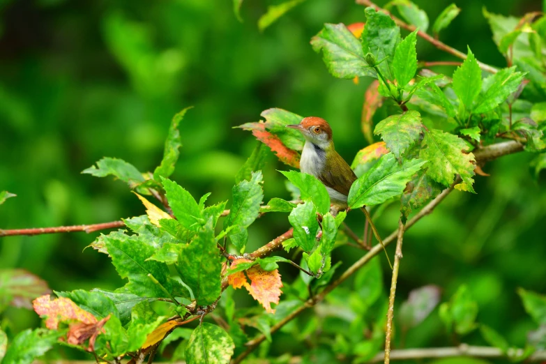 a bird perched on the nches of some tree