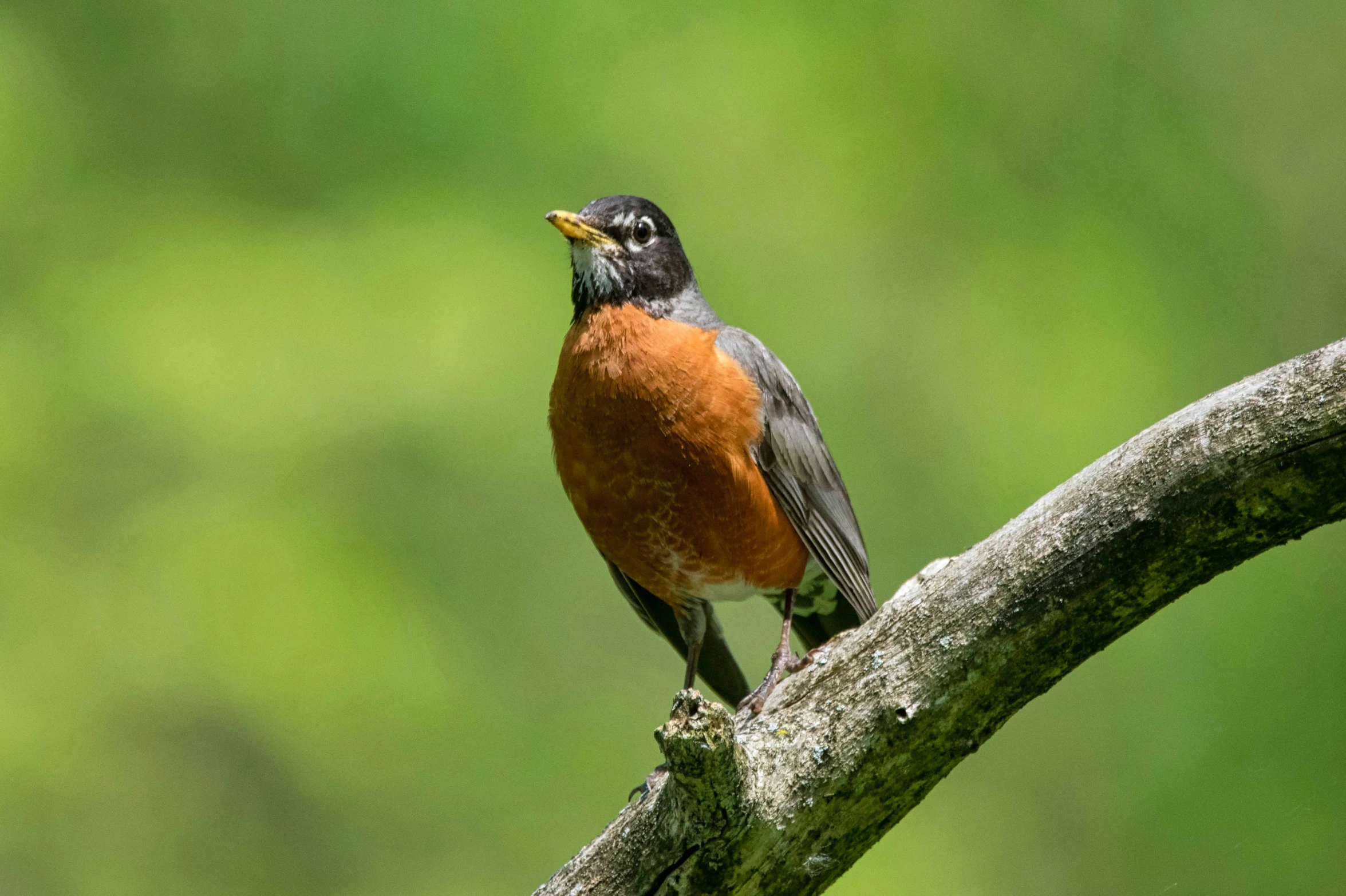 a bird perched on top of a nch