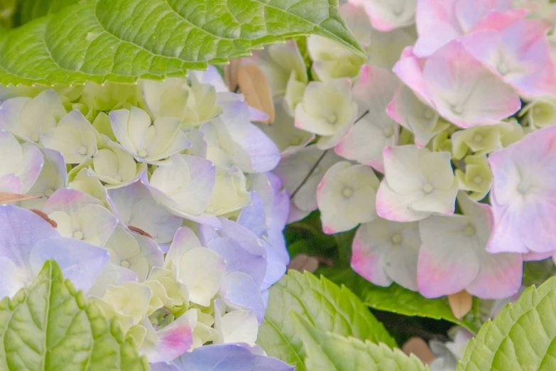 colorful flowers and green leaves in the background