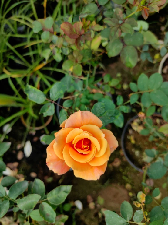 a single orange rose that is sitting in the bushes