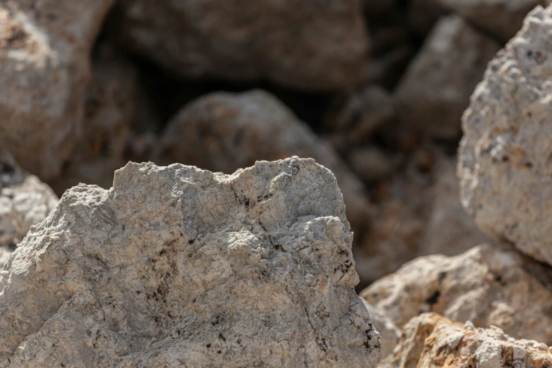 a small bird perched on top of rock