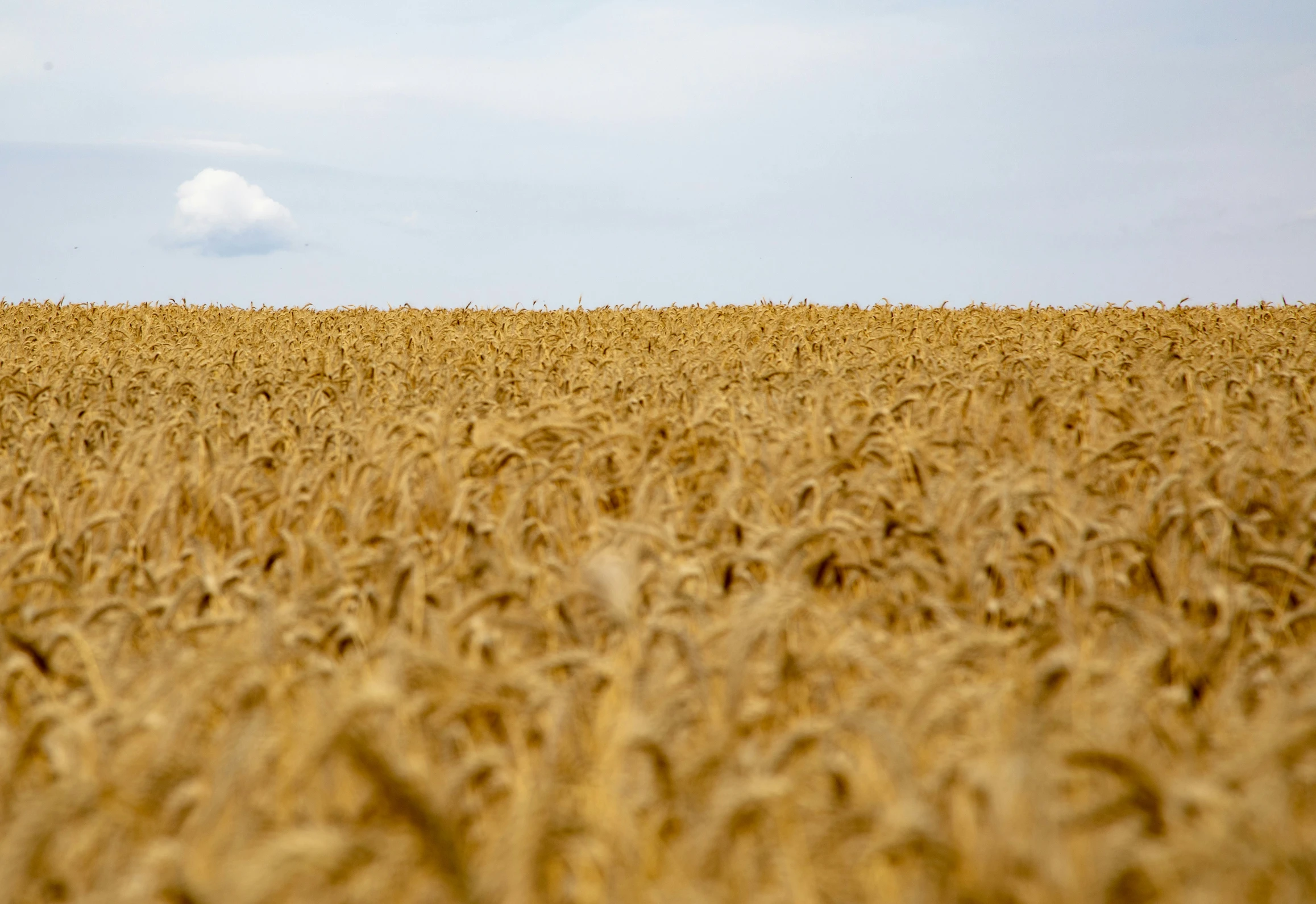 an open field of wheat in front of a blue sky