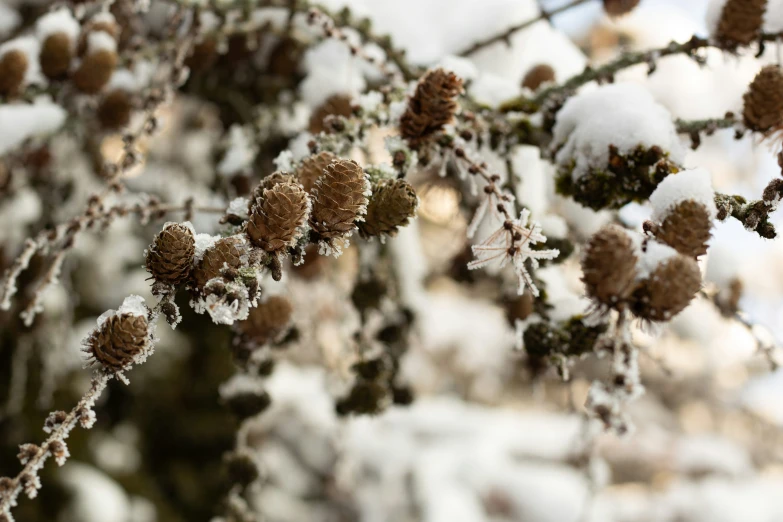 there is snow that is on a tree