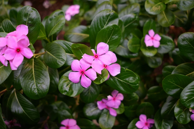 some pink flowers and green leaves and one is a bush