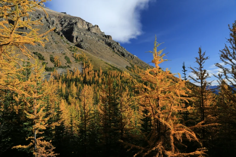 the trees on the side of the mountain are yellow