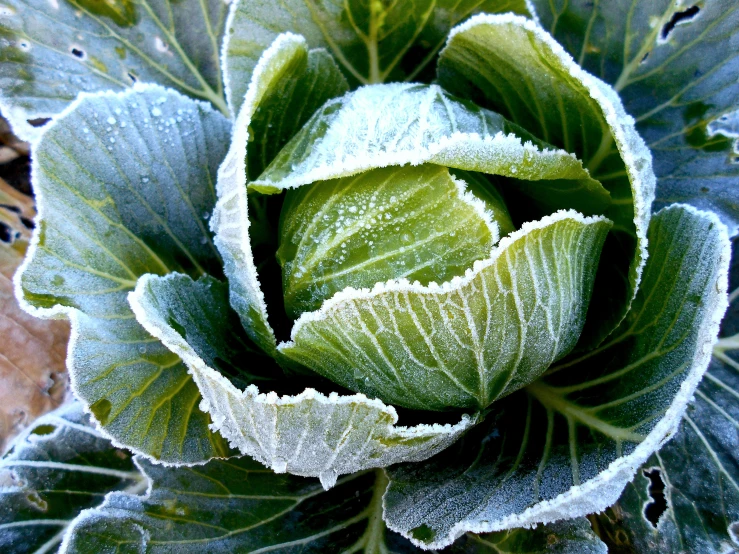 a very large green leafy plant covered in frost