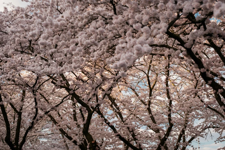 the trees are blooming very quickly in the sun