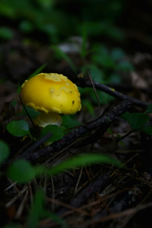 yellow, round mushroom with green foliage growing in the background