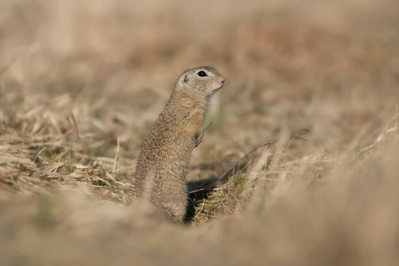 a brown squirrel standing in grass and looking up