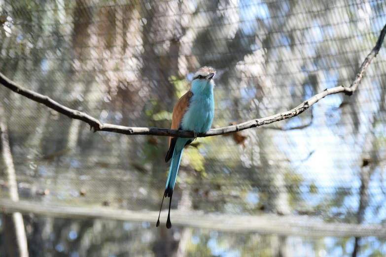 a colorful bird sitting on top of a tree nch