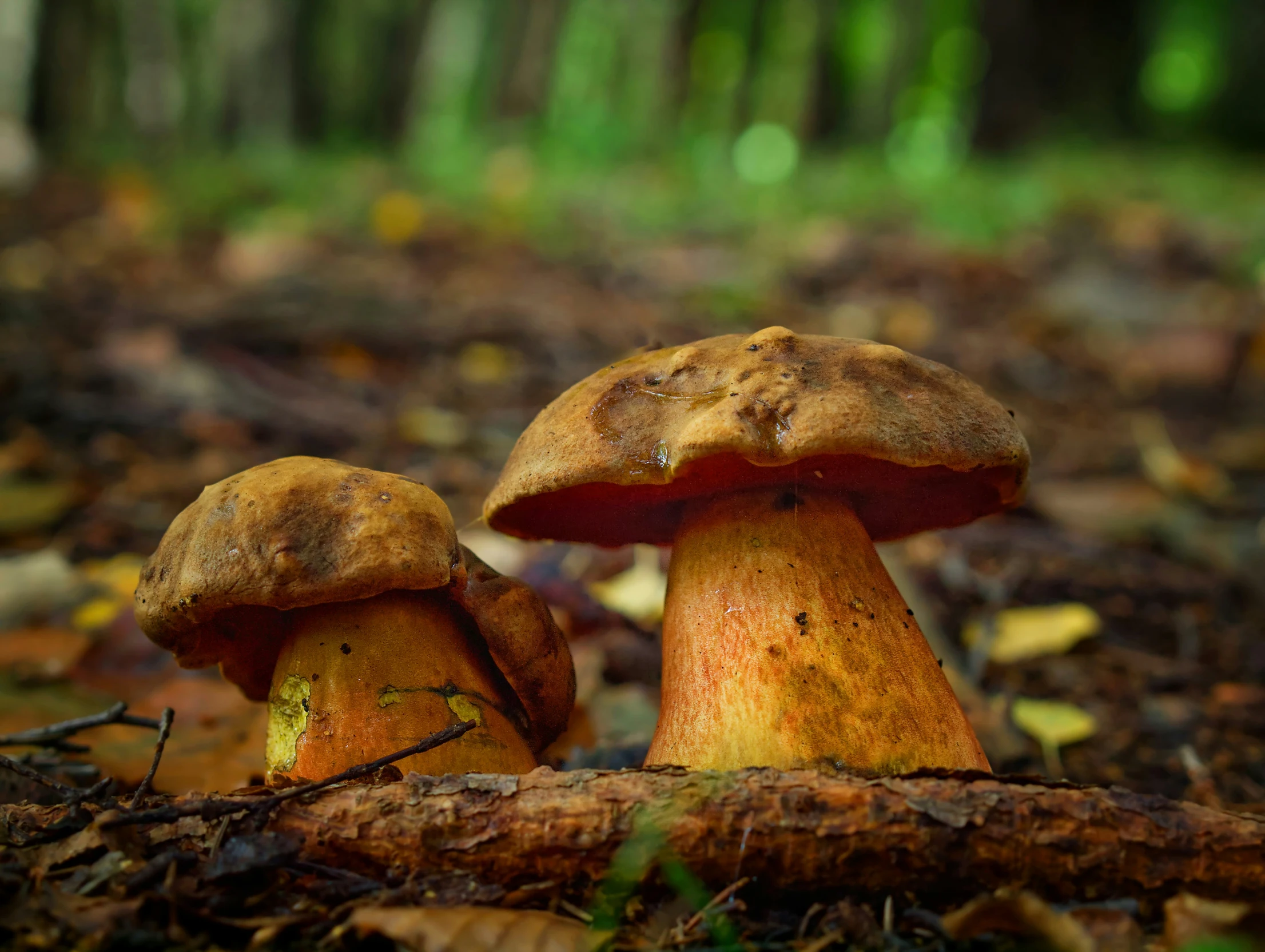 mushrooms stand out in a dense forest area