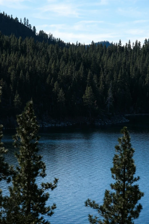 a forest with lots of trees next to a body of water