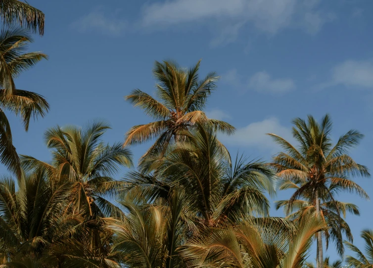 palm trees and blue sky in a tropical setting