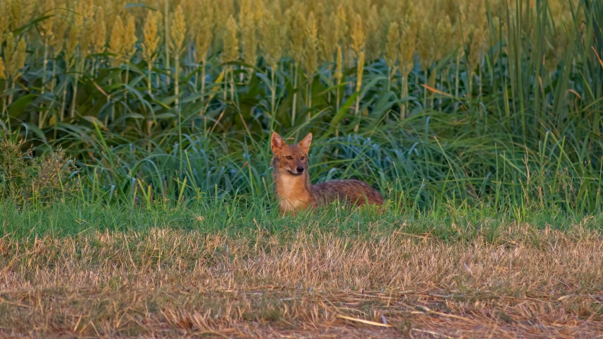 a young fox sitting in tall grass next to tall weeds